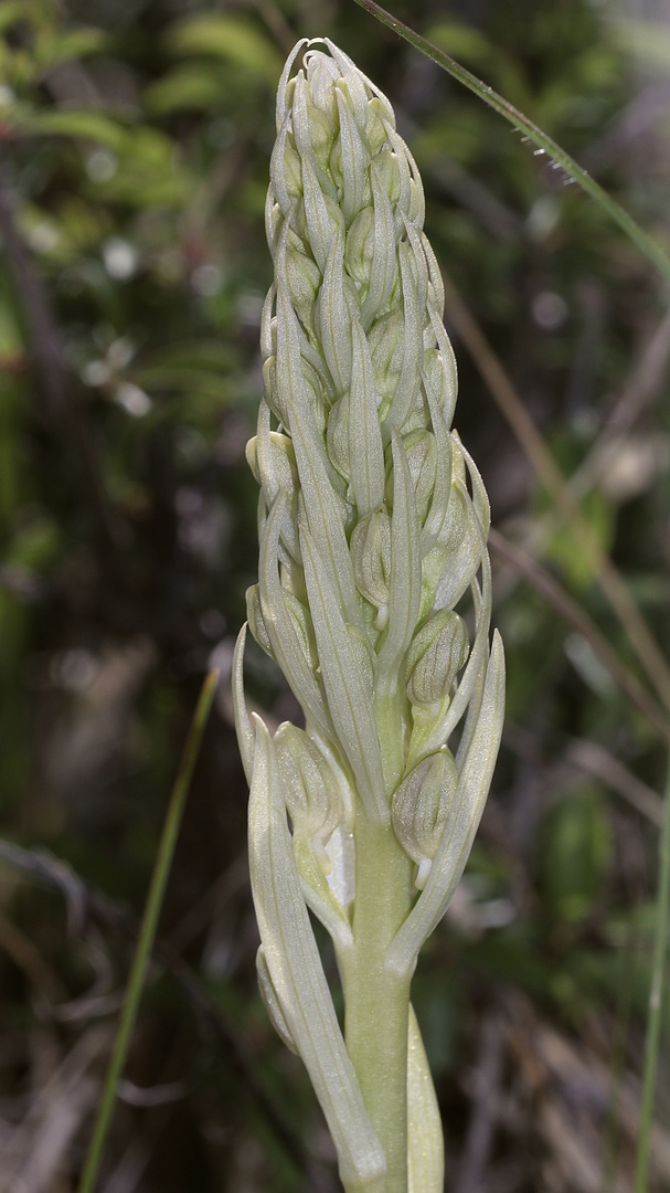 (7) Auflösung des letzten Wochenendrätsels: Die BOCKS-RIEMENZUNGE (HIMANTOGLOSSUM HIRCINUM))