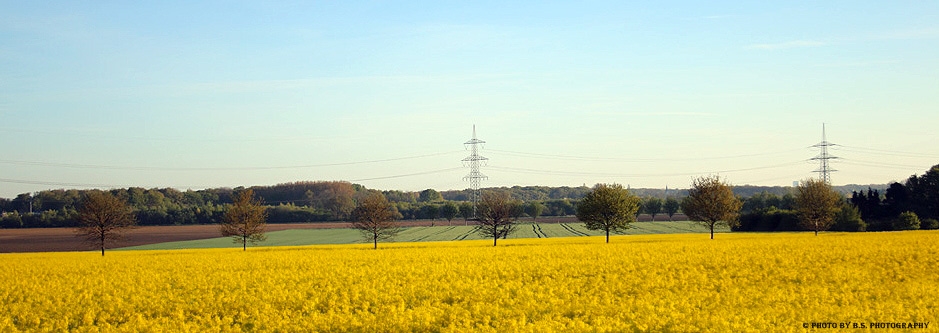 7 bäume im raps foto & bild | felder, landschaft, natur