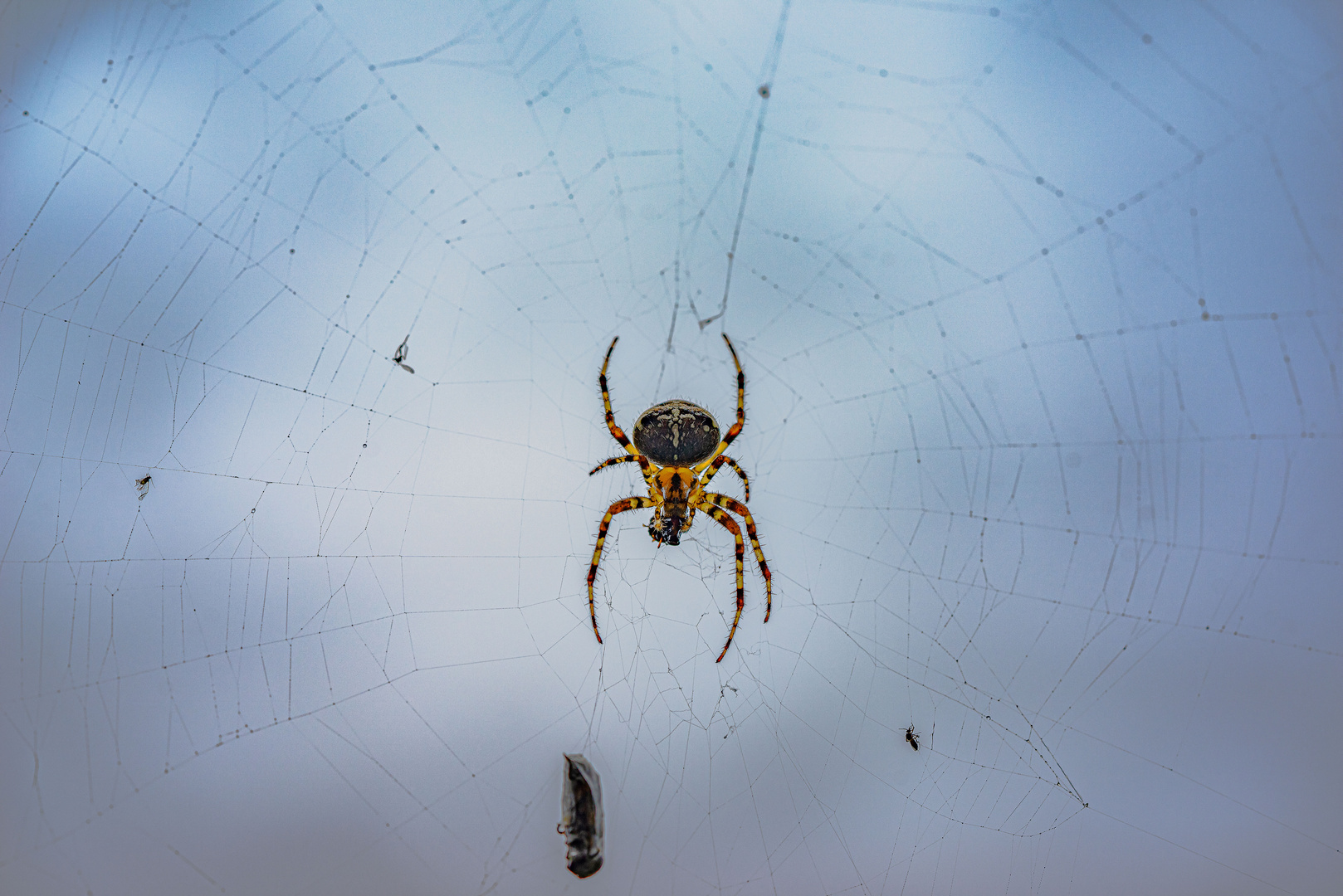 7 Beine oder 5 Insekten