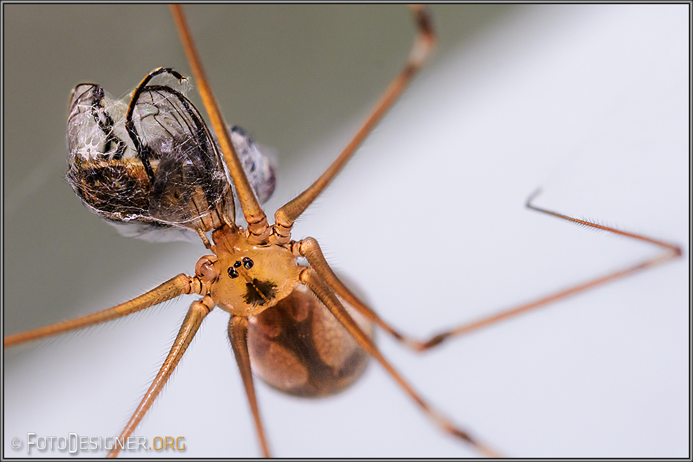 « 7 beinige Zitterspinne mit Beute »