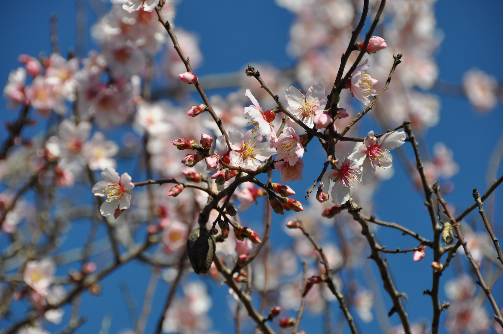 7 Blüten im Fokus