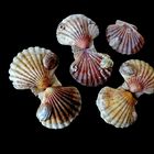 7 coquilles St Jacques et leurs locataires