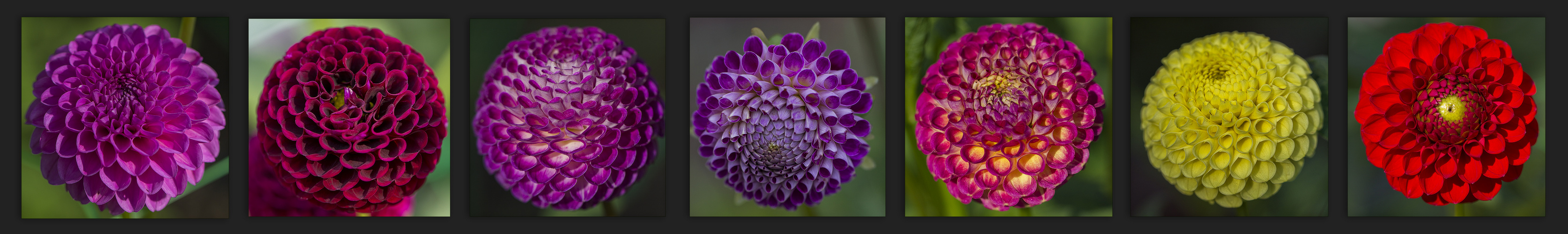 7 dahlias pompons