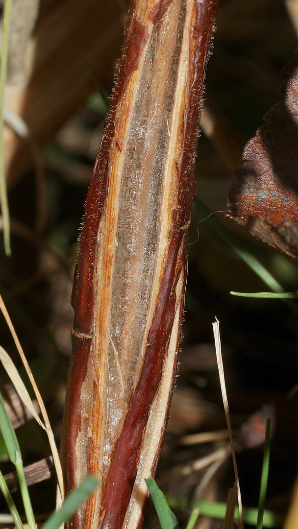 (7) Das seltene BANDEIS (ice ribbons, ein Basikryogen) im Garten !!!