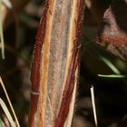 (7) Das seltene BANDEIS (ice ribbons, ein Basikryogen) im Garten !!!