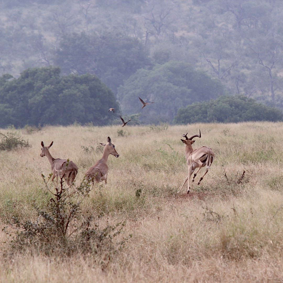 (7) Den Rotschnäbeligen = Rotschnabel-Madenhacker = Red-billed Oxpecker ...