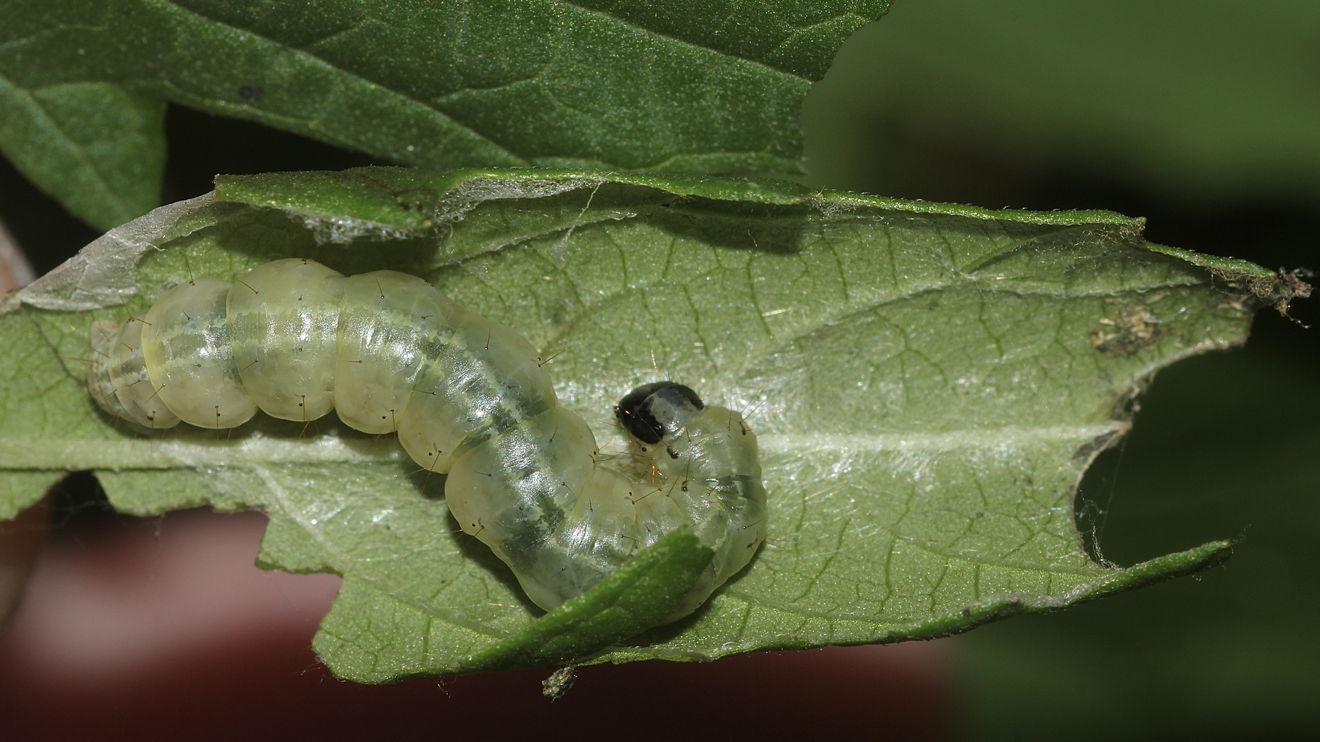 (7) Der Brennnesselzünsler (Anania hortulata = hortulana)