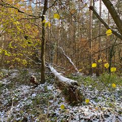 (7) Der erste richtige Schnee diesen Winter - ein wunderschöner Sonntagmorgen-Spaziergang