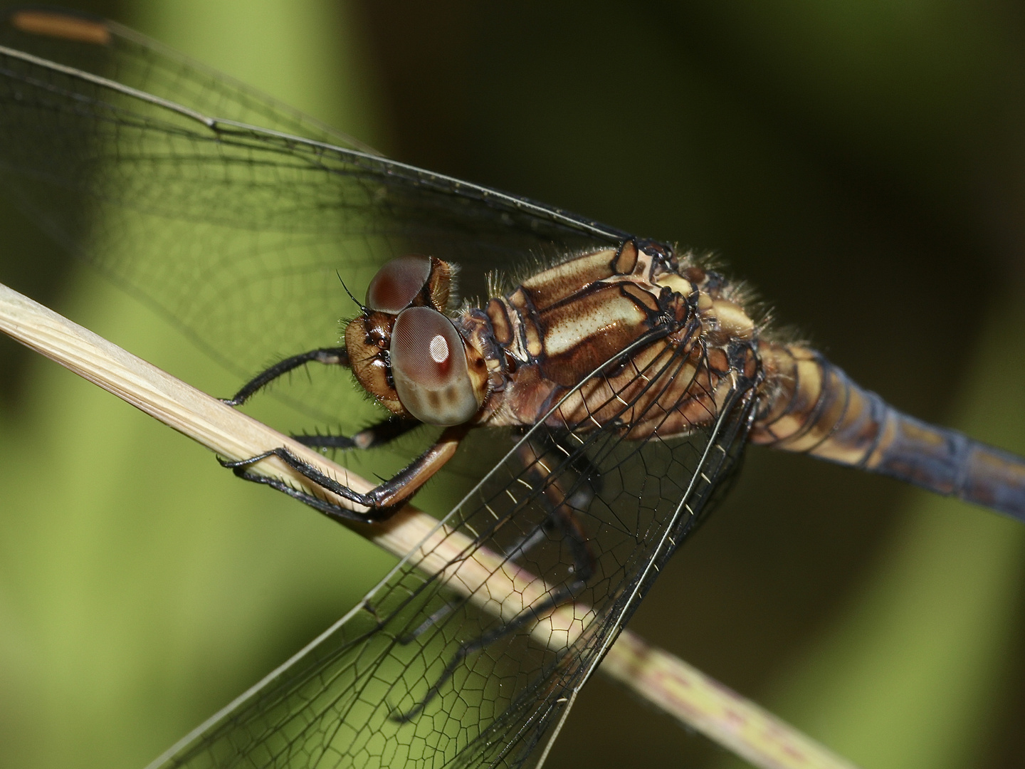 (7) Der Kleine Blaupfeil (Orthetrum coerulescens) - Fortsetzung von 2021