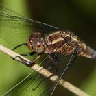 (7) Der Kleine Blaupfeil (Orthetrum coerulescens) - Fortsetzung von 2021