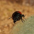 (7) Der Kleine Leinkraut-Blattkäfer (Chrysolina sanguinolenta) ...