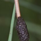 (7) Der Rainfarn-Blattkäfer (Galeruca tanaceti) und ein Parasit seines Eigeleges, ...