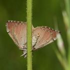 (7) Der Sandheiden-Johanniskrautspanner (Aplocera efformata)