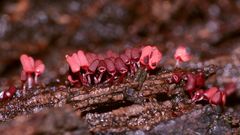 (7) Der Schleim"pilz" ARCYRIA DENUDATA