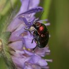 (7) Der Seidenhaarige Fallkäfer (Cryptocephalus sericeus)