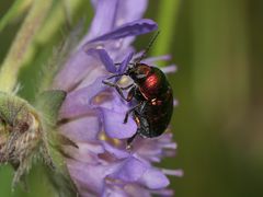 (7) Der Seidenhaarige Fallkäfer (Cryptocephalus sericeus)