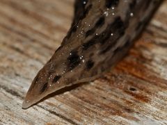 (7) Der Tigerschnegel (Limax maximus)