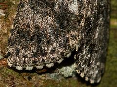 (7) Die Ampfer-Rindeneule (Acronicta rumicis)