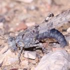 (7) Die Blauflügelige Sandschrecke (Sphingonotus caerulans) ...