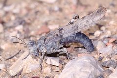 (7) Die Blauflügelige Sandschrecke (Sphingonotus caerulans) ...