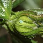 (7) Die Eiablage des Grünen Zipfelfalters (Callophrys rubi) ...