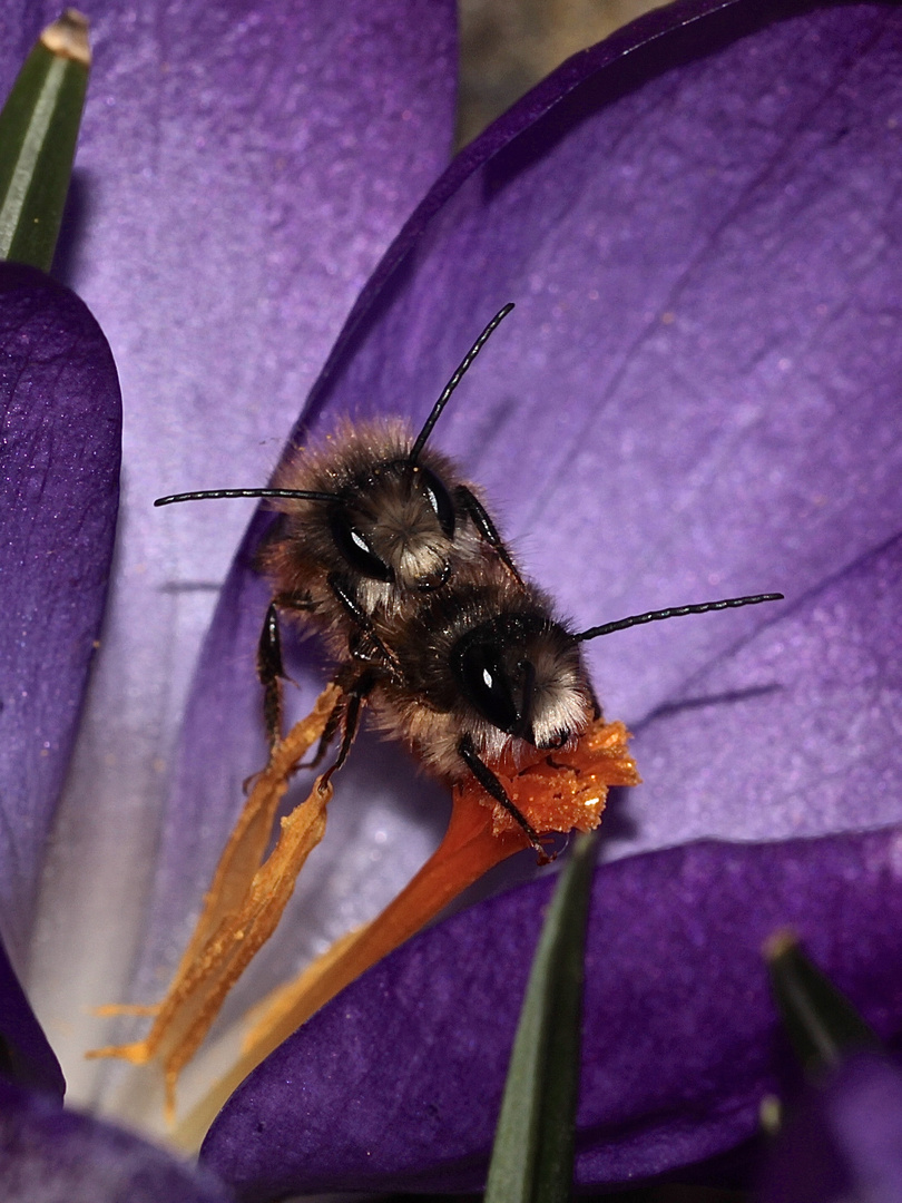 (7) Die ersten Wildbienen im Garten 2018