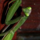 (7) Die Gemeine oder Europäische GOTTESANBETERIN (Mantis religiosa)