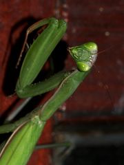 (7) Die Gemeine oder Europäische GOTTESANBETERIN (Mantis religiosa)