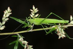 (7) Die Gemeine Sichelschrecke (Phaneroptera falcata)