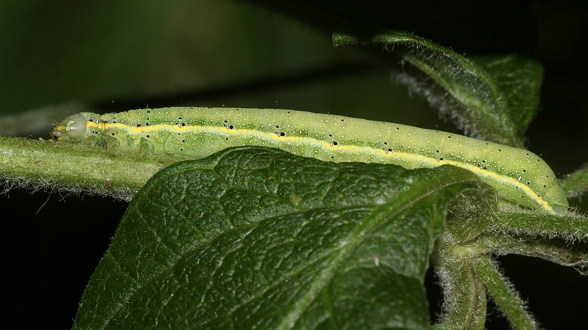 (7) Die Gemüseeule (Lacanobia oleracea) ...