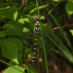 (7) Die Gestreifte Quelljungfer (Cordulegaster bidentata) - ...