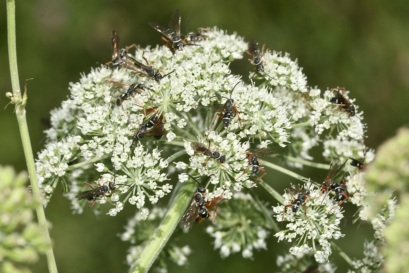 (7) Die hübsche Wegwespe (Fam. Pompilidae) CEROPALES MACULATA, Kuckucks-Wegwespe