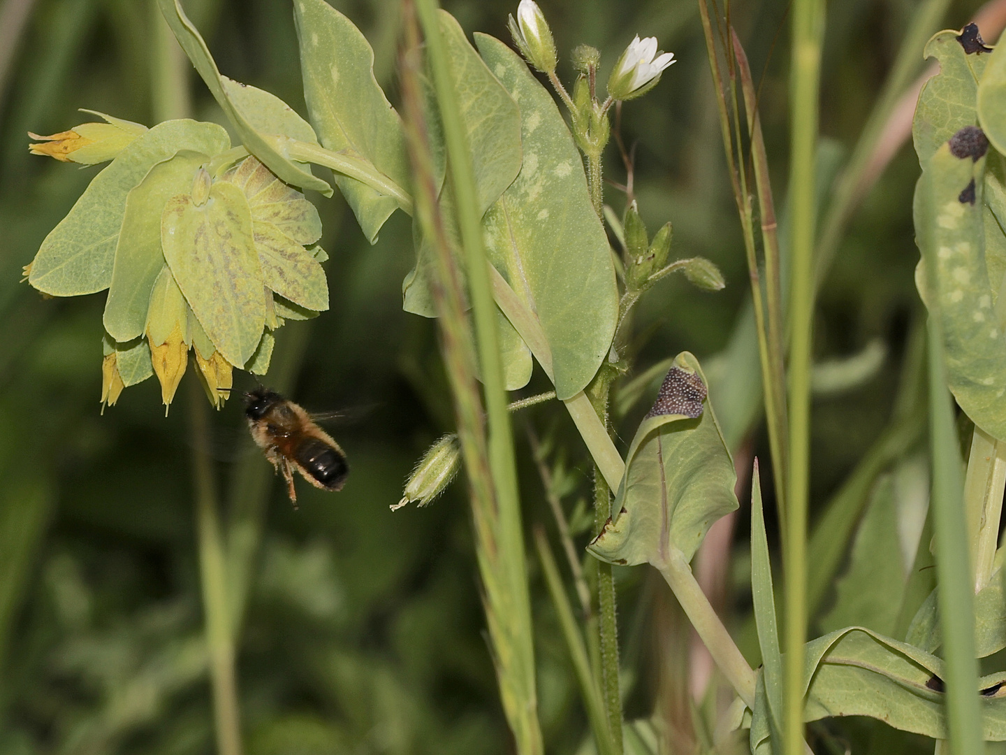 (7) Die Kleine Wachsblume und ihre Mauerbiene Osmia cerinthidis - eine spannende Geschichte