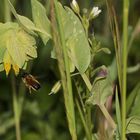 (7) Die Kleine Wachsblume und ihre Mauerbiene Osmia cerinthidis - eine spannende Geschichte