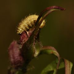 (7) Die Larve des Nelken-Kokonrüßlers (Hypera arator) ...