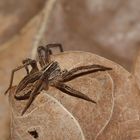 (7) Die Listspinne (Pisaura mirabilis) ...