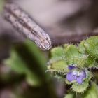 (7) Die perfekt getarnte Raupe des Hellbindigen Doppellinien-Zwergspanners 