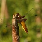 (7) Die PLATTBAUCH-LIBELLE (LIBELLULA DEPRESSA)