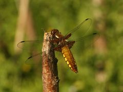 (7) Die PLATTBAUCH-LIBELLE (LIBELLULA DEPRESSA)