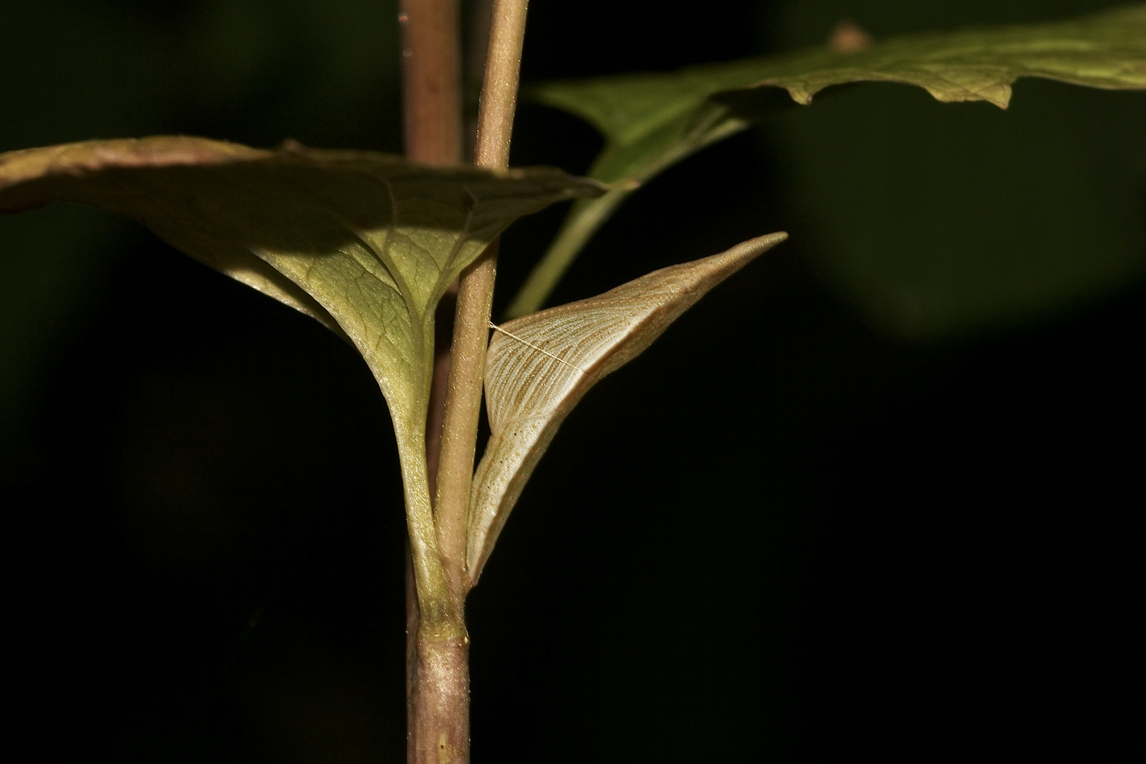 (7) Die Puppe des Aurorafalters (Anthochares cardamines)