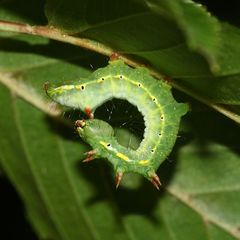 (7) DIe Raupe des Kamel-Zahnspinners (Ptilodon capucina)