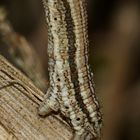 (7) Die Raupe des Marmorierten Kleinspanners (Scopula immorata)