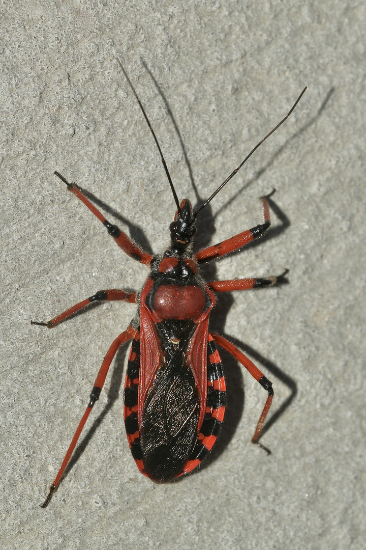 (7) Die Rote Mordwanze (Rhynocoris iracundus) ...