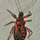 (7) Die Rote Mordwanze (Rhynocoris iracundus) ...