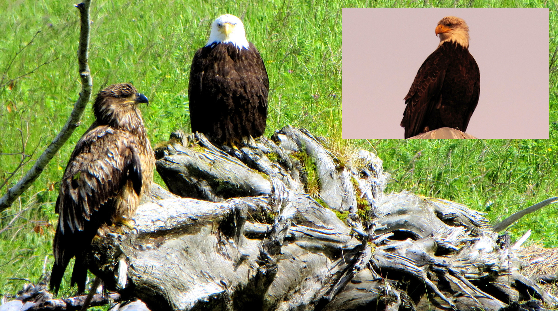 7. Die Weisskopf-Adler sind wieder sauber