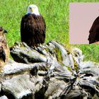 7. Die Weisskopf-Adler sind wieder sauber