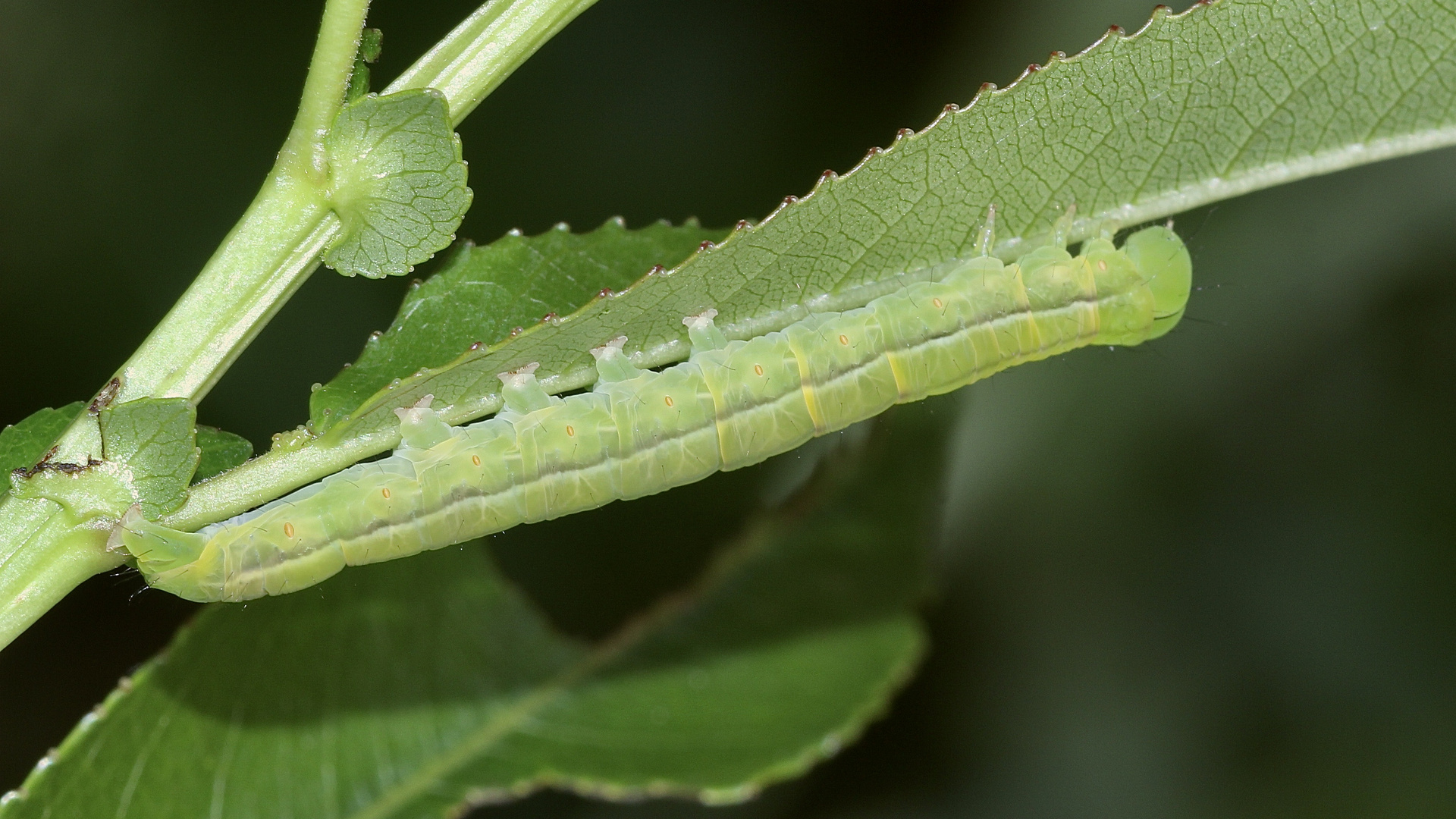 (7) Die Zackeneule, Zimteule oder "Krebssuppe" (Scoliopteryx libatrix) ...