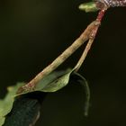 (7) Drei verschiedene Raupen des (Weißstirn-)Weißspanners (Cabera cf. pusaria)