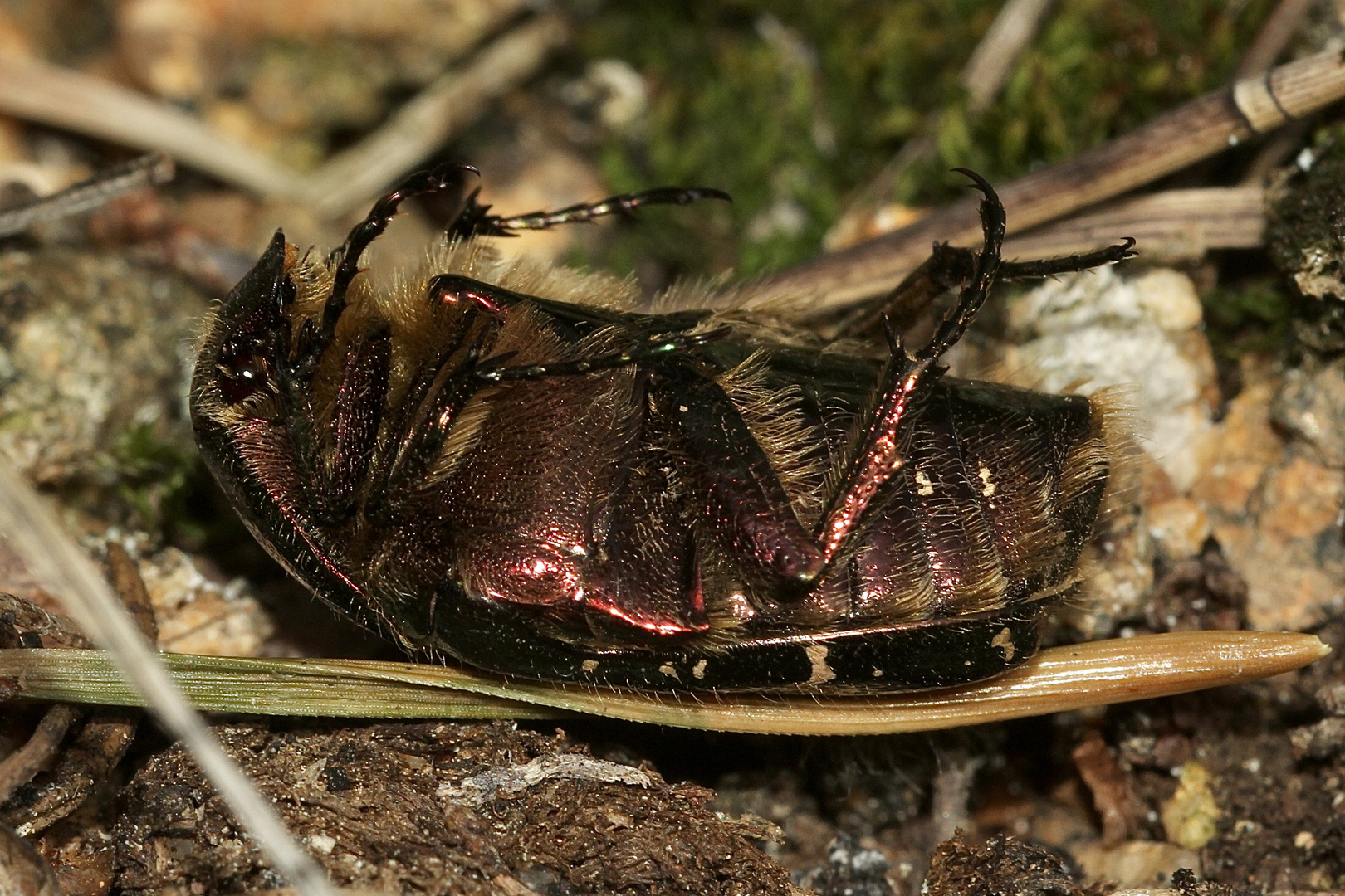 (7) Ein Männchen des Gold-Rosenkäfers (Cetonia aurata)