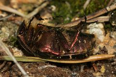 (7) Ein Männchen des Gold-Rosenkäfers (Cetonia aurata)